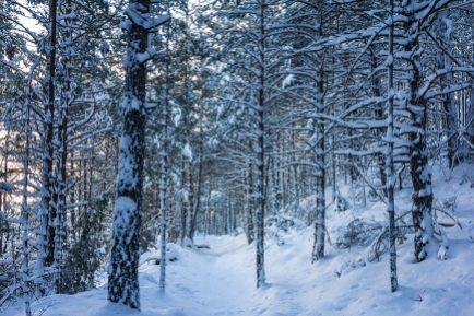bosc de Tornafort nevat